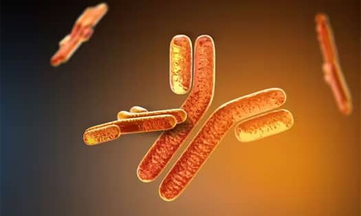 Application of Simple Western Antibodies 