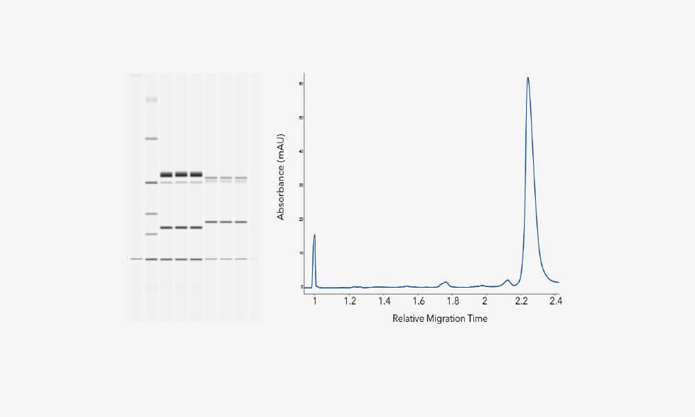 Choose your data format with CE-SDS with Maurice for high-quality data in the form of lane view and/or electropherograms.