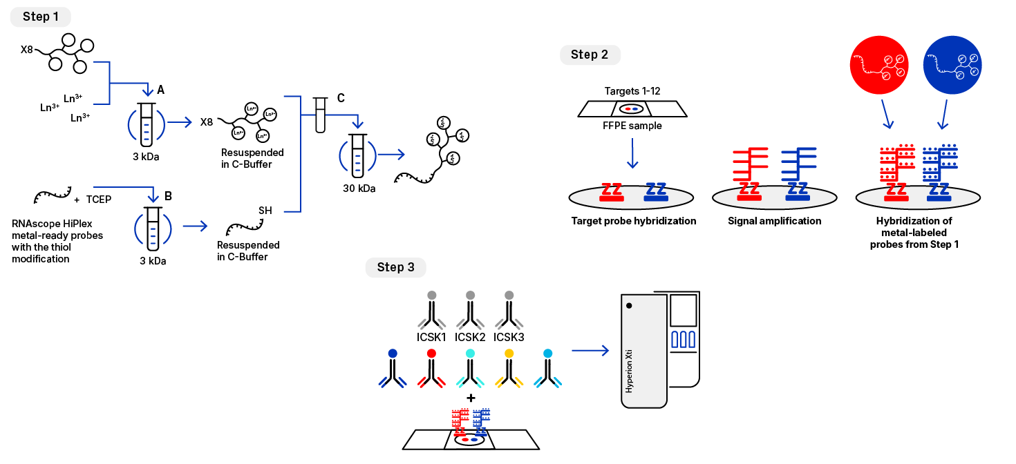 Graphical schematic of the 3-step procedure to acquire RNA and protein co-detection data with IMC