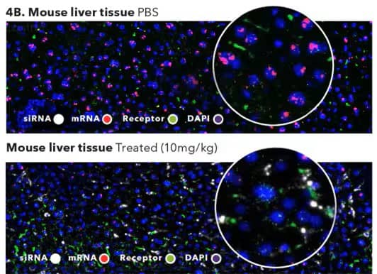 RNAscope Assay data