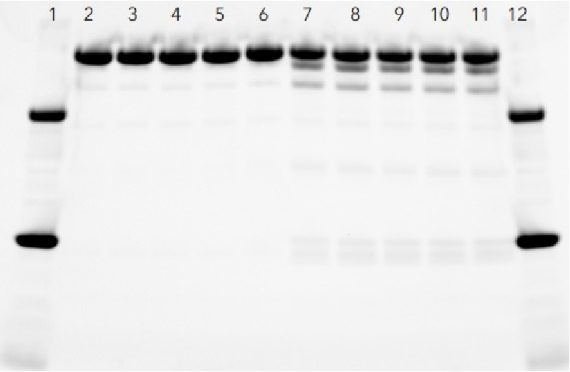 Sodium dodecyl sulfate – polyacrylamide gel electrophoresis (SDS-PAGE) is used for the separation of proteins based on molecular weight.