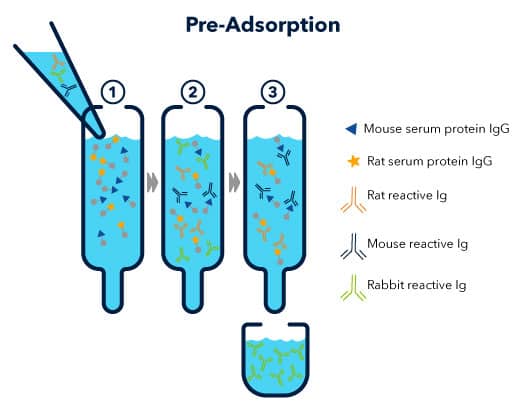 Secondary Antibody Pre-Adsorption to Limit Cross-reactivity.