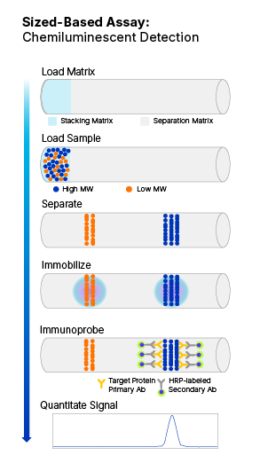 Simple Western Size Chemiluminescent Detection