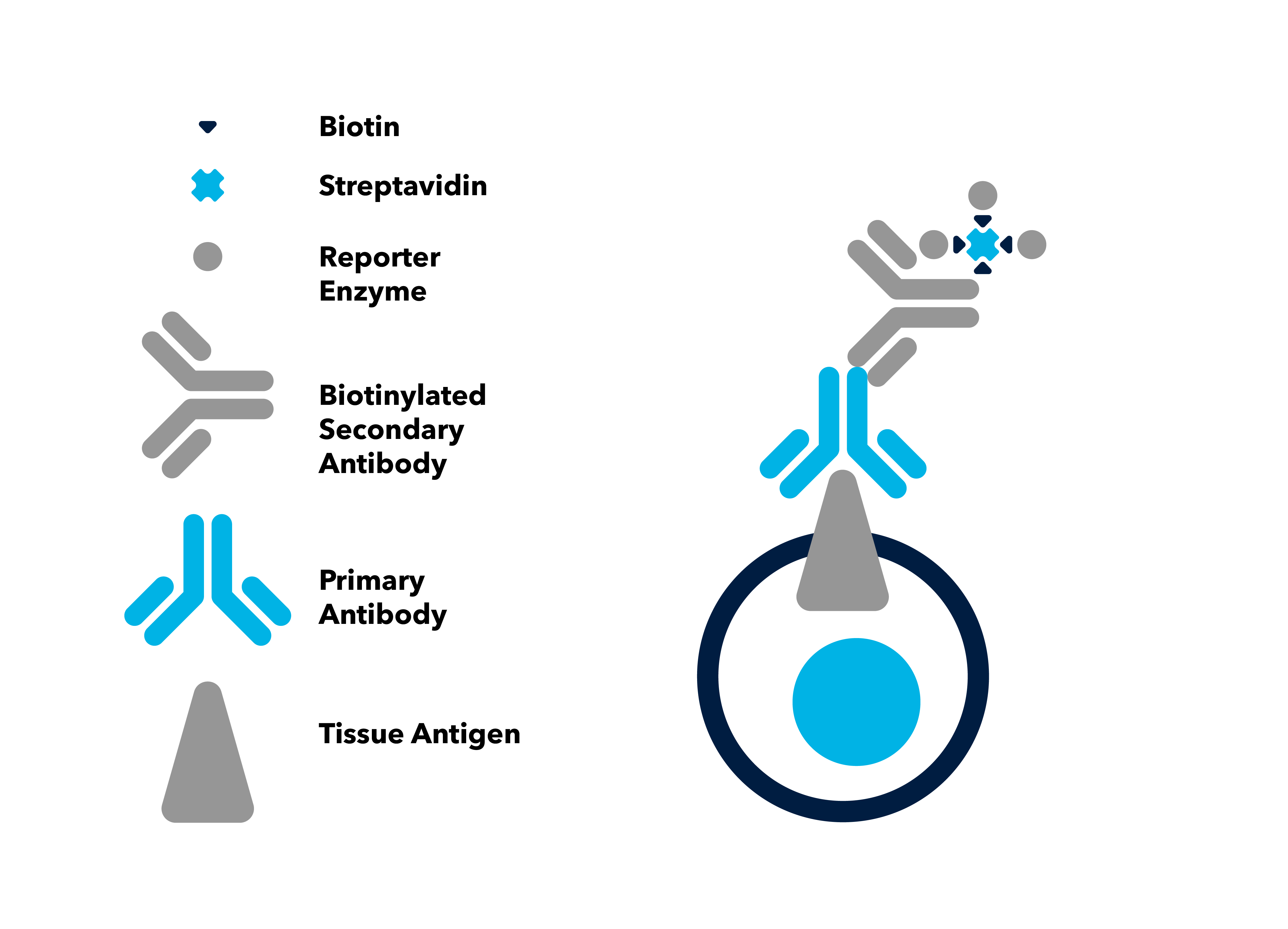 Streptavidin Biotin Method