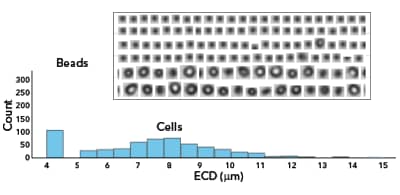 T Cell Analysis