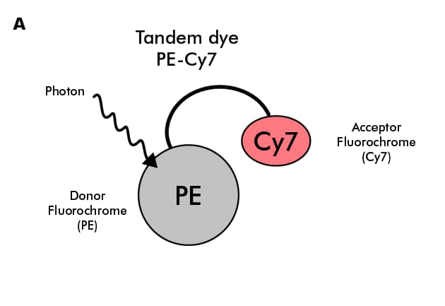 Tandem Dye Conjugated Antibodies FAQ