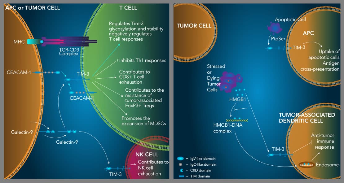 TIM-3 Illustration 