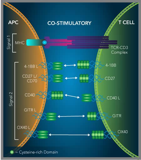 TNF receptor superfamily co-stimulatory immune checkpoint targets that are being investigated as immuno-oncology targets.