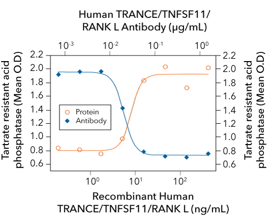 Image showing TRANCE-induced osteoclast differentiation of RAW264.7 cells and neutralization by a TRANCE polyclonal antibody