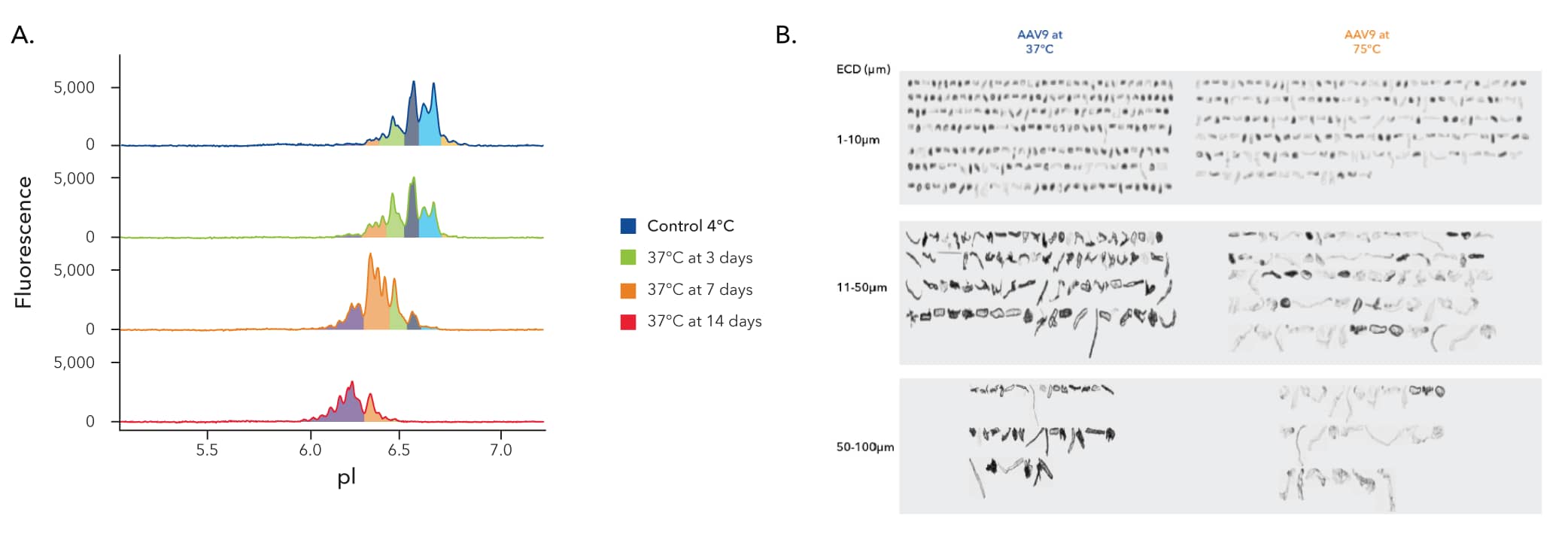 A: AAV stability evaluated with icIEF using Maurice. B: AAV aggregate and particle analysis using MFI 