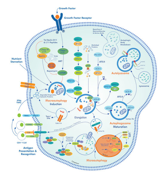 Autophagy Interactive Pathway