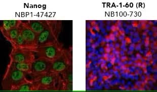 iPSC verification image showing cell markers