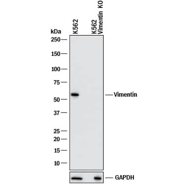 Expression of Vimentin in K562 parental cell line compared to Vimentin knockout (KO) K562 cell line in Western Blot following probing with Goat Anti-Vimentin Polyclonal Antibody followed by HRP-conjugated Secondary showing expression in the parental cell 