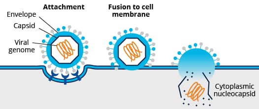 Mechanisms of cell entry are different for enveloped and non-enveloped viruses: enveloped viruses directly fuse via their lipid membrane to the host’s cell membranes.