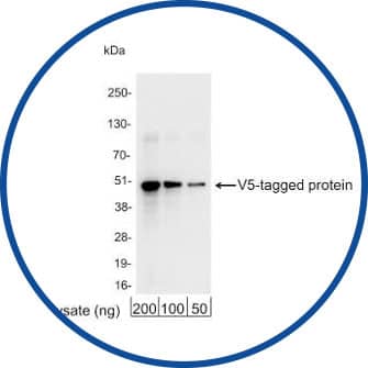 Western Blot circle Image