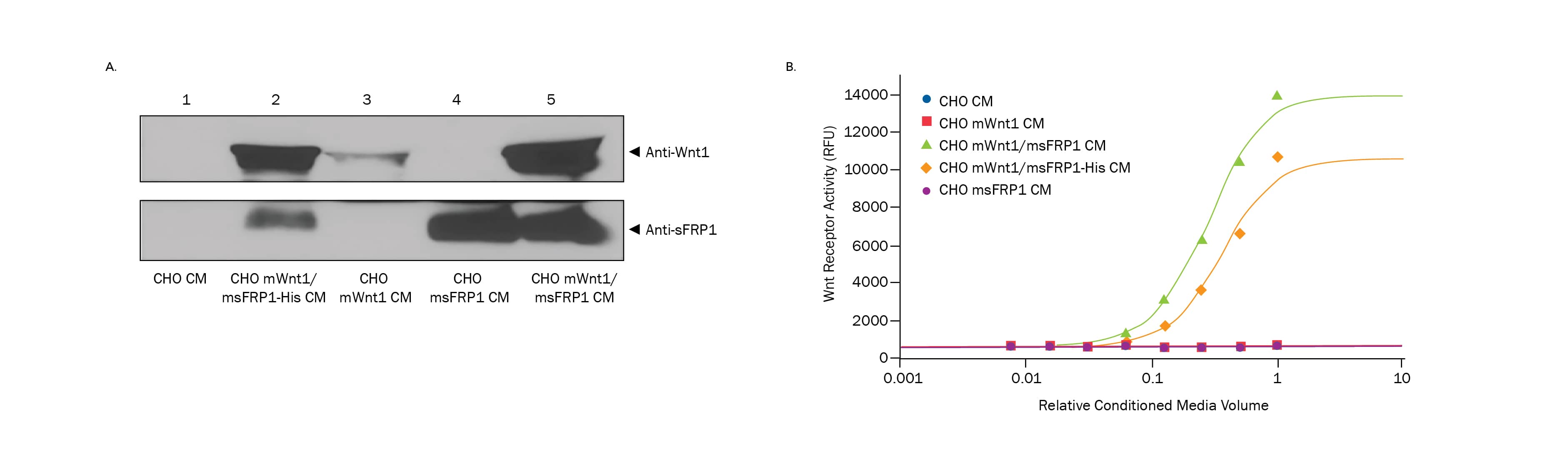 Part A: Anti-Wnt1 and anti-sFRP1 immunoblot of conditioned media showing enhanced levels of Wnt1 and sFRP1 when the two proteins are co-expressed. Part B: Data graphs showing an induction of Wnt reporter activity in conditioned media from cells co-express