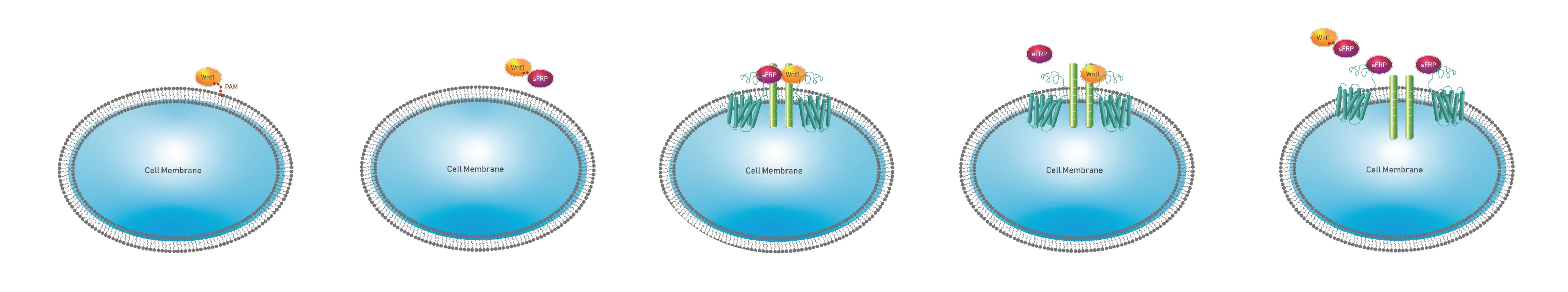 Illustration showing binding of sFRP1 to the palmitoleic acid moiety on Wnt1, which frees it from the plasma membrane and allows it to bind to the Frizzled receptor.