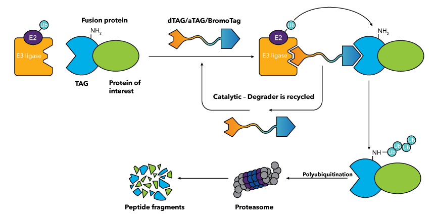 Targeted Protein Degradation of a protein of interest through protein polyubiquitination and degradation by the proteasome