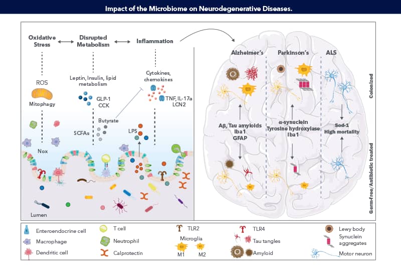 Graphic schematic highlighting how the microbiome impacts neurodegenerative diseases.