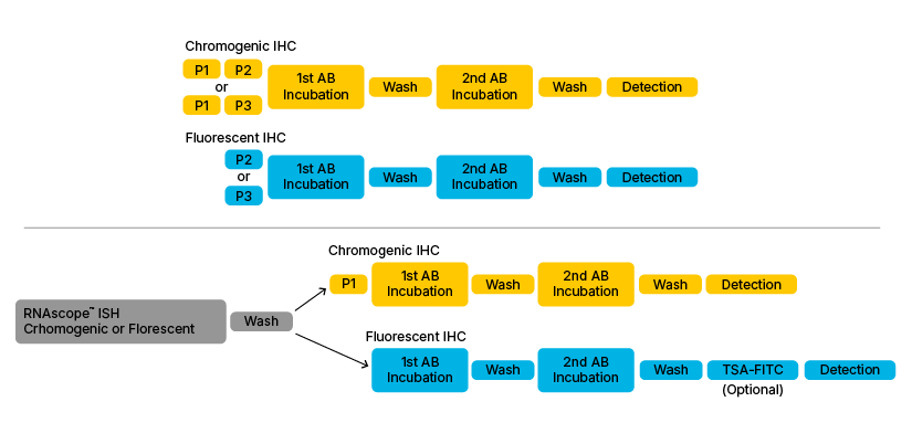 Figure 1: Basic outline of the various Dual ISH-IHC assay combinations. Upper section shows classical IHC workflow when performed individually. Lower section shows the most common dual ISH-IHC workflows found in the literature. 