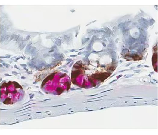 Figure 2. Dual ISH-IHC staining using chromogen labeled enzymes to identify mRNA expression in the stem cells, and protein expression in the Paneth cells in the mouse gut. Provided by Kristie Wetzel.