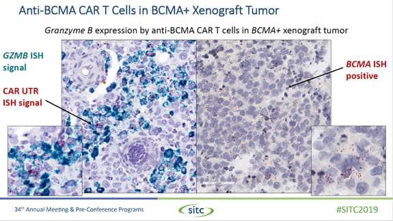 Preclinical CAR-T cell target safety, biodistribution, and tumor infiltration analysis using in situ hybridization technology