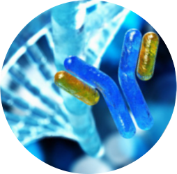 Simultaneous Visualization of RNA and Protein Targets Using The New Co-detection Kit