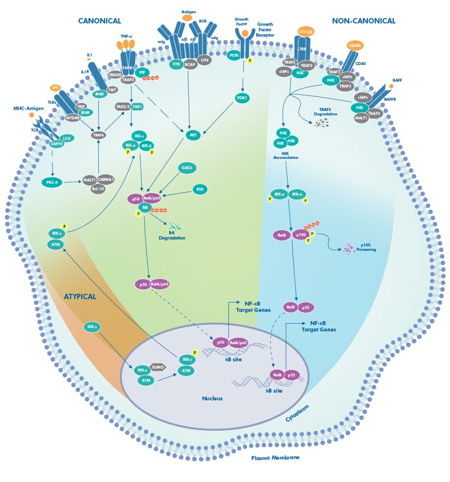 NFKB Pathway