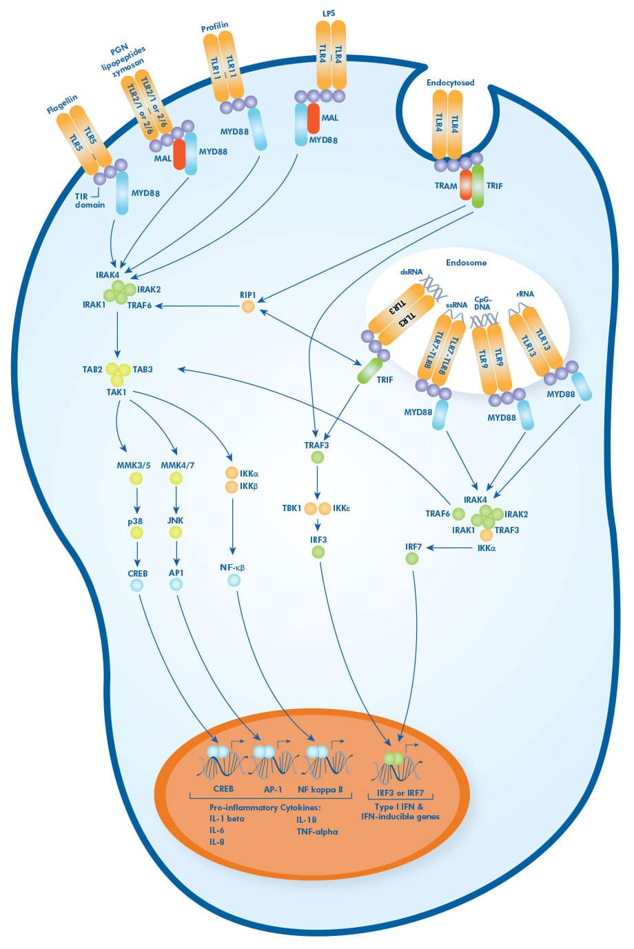 tlr pathway