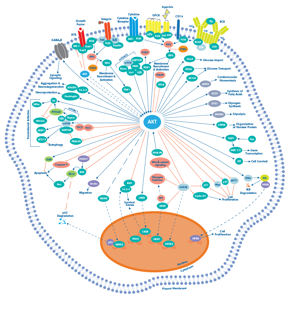 autophgy pathway