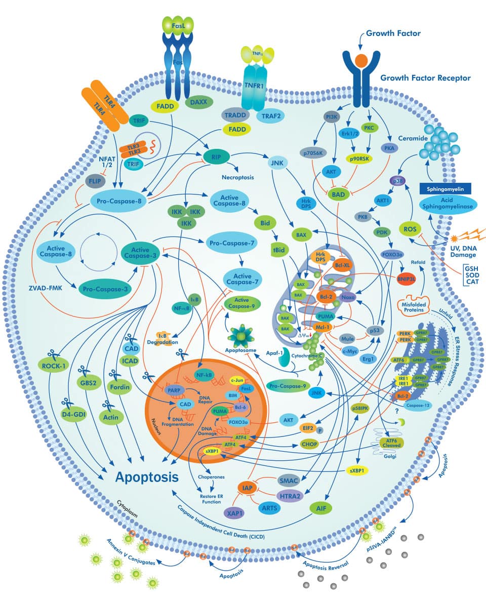 apoptosis pathway