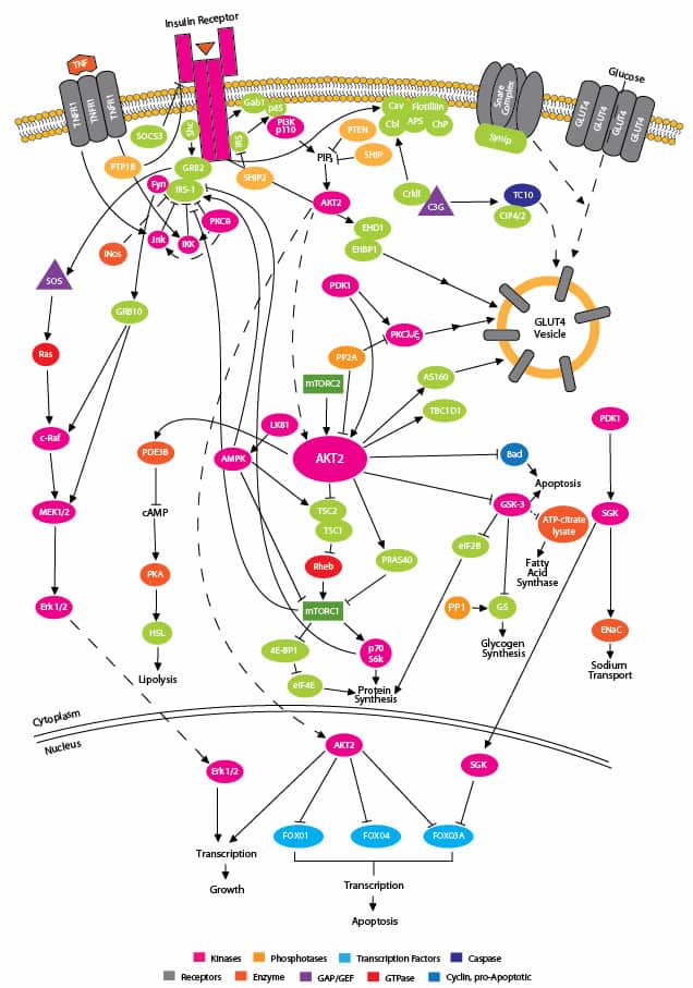 Insulin Pathway