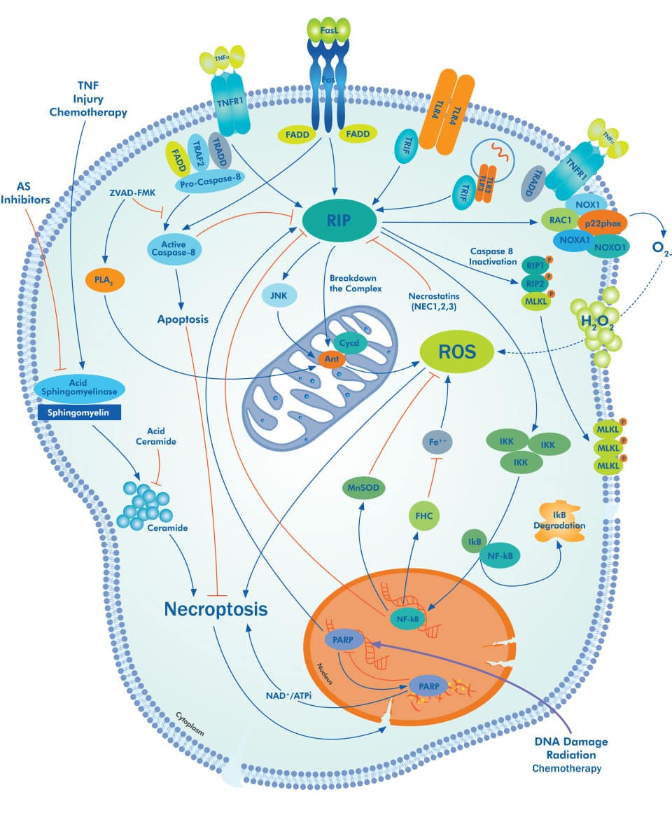 autophagy pathway