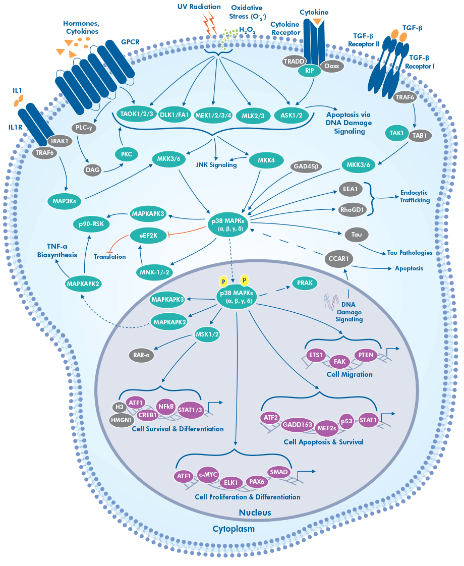 p38 MAPK ERK Pathway