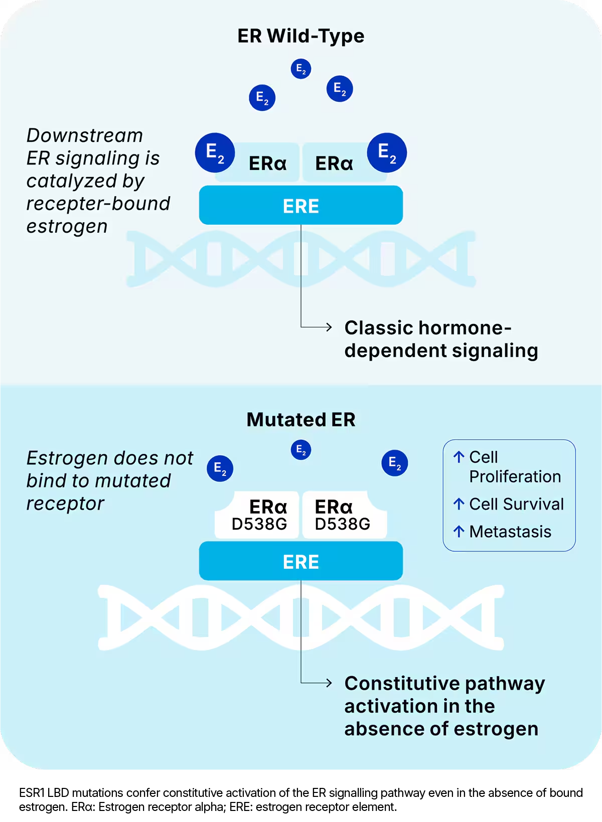ER1 Diagram 1