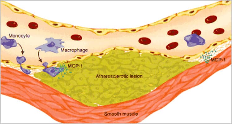 Diagram of How Activated Vascular Cells Secrete Chemokines