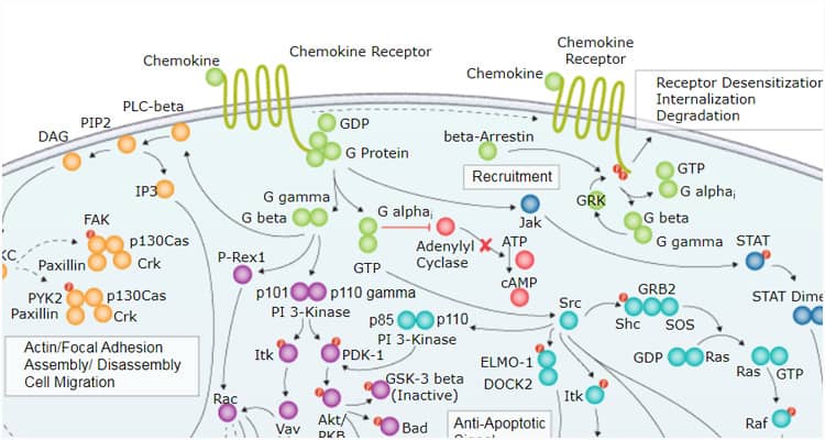 Chemokine Signaling Pathway