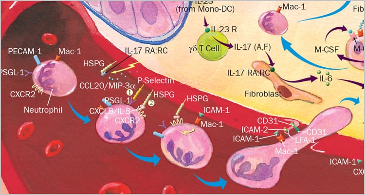 Diagram of Circulating Leukocyte Adhesion to Regions of Vascular Endothelium Near the Infection or Damaged Tissue