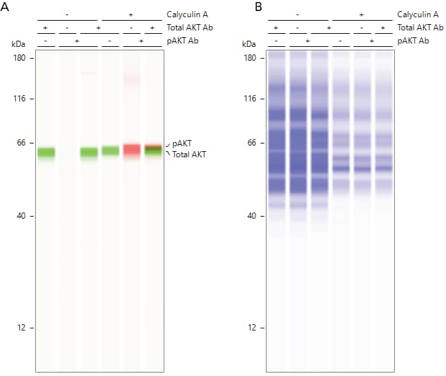 Multiplexed analysis of total AKT and pAKT with total protein normalization using Jess