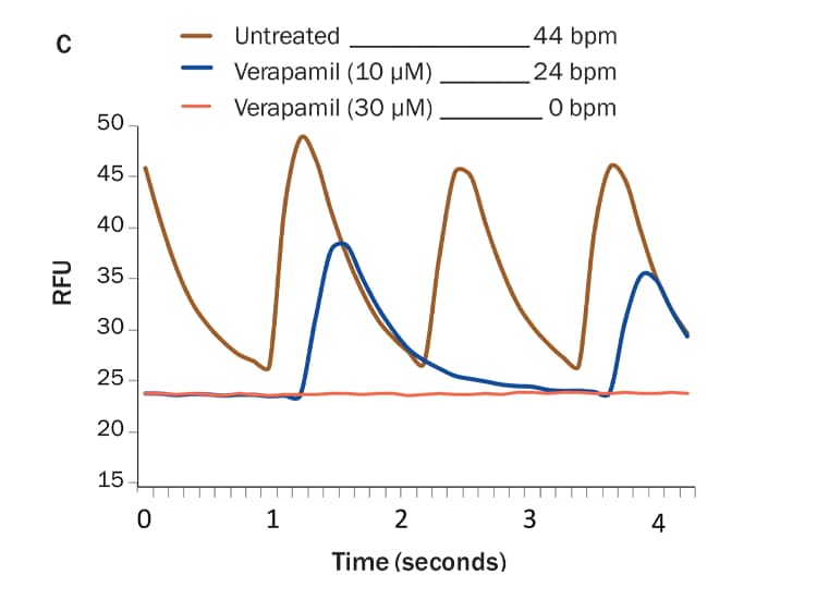Verapamil affects cardiomyocyte contraction rates