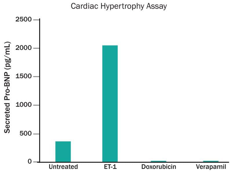 Pluripotent stem cell-derived cardiomyocytes secrete Pro-BNP in response to small molecule-induction of cardiac hypertrophy.