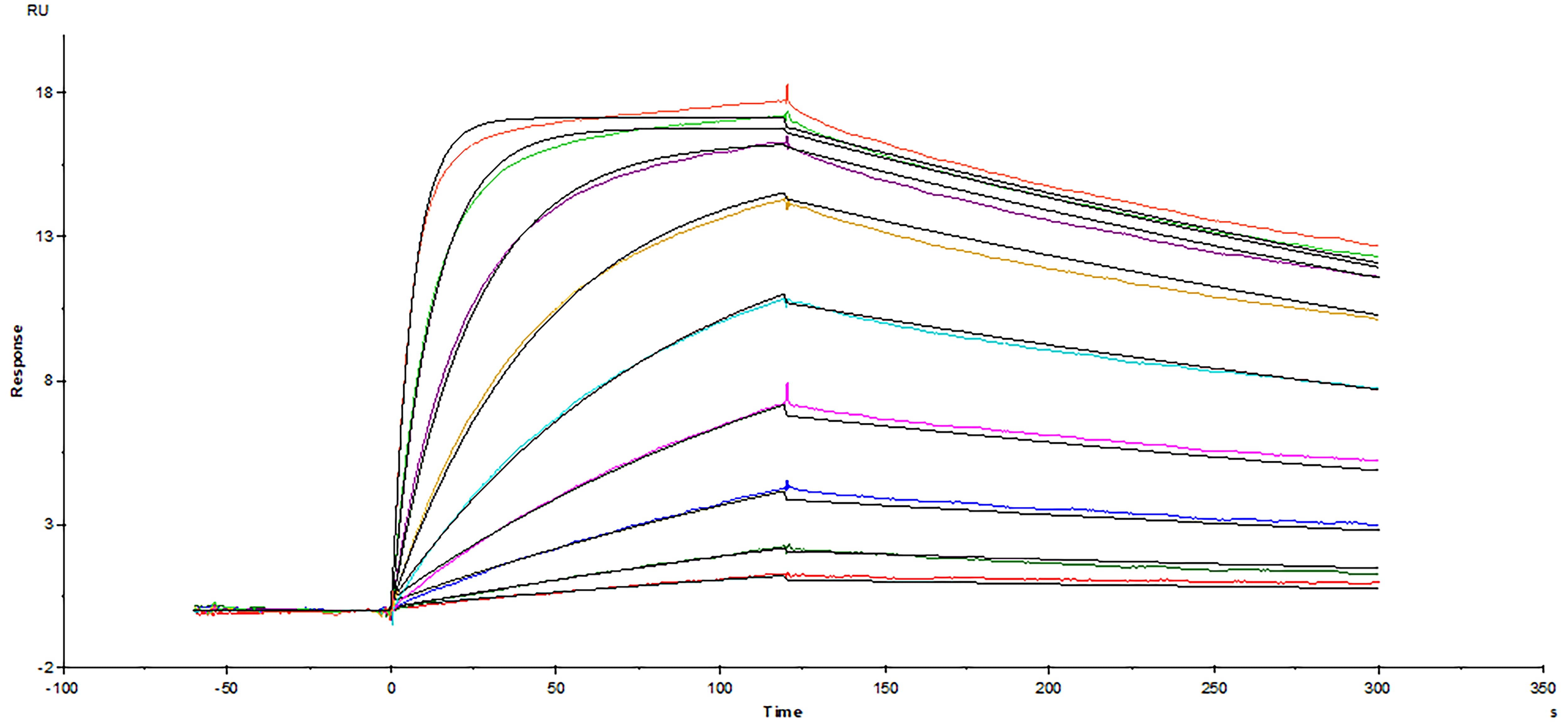 Surface plasmon resonance sensorgram of Avi-tag biotinylated human CTLA-4 protein binding to human B7-1/CD80