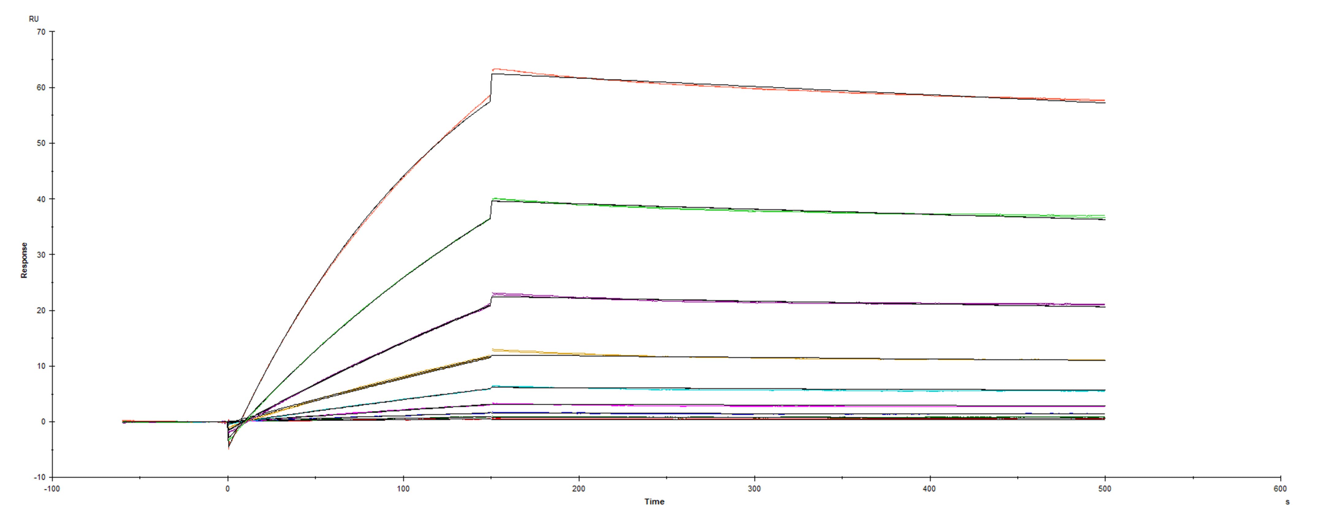 Surface plasmon resonance (SPR) sensorgram of Human ACE-2 binding to SARS-CoV-2 Spike S1 mutant D614G protein