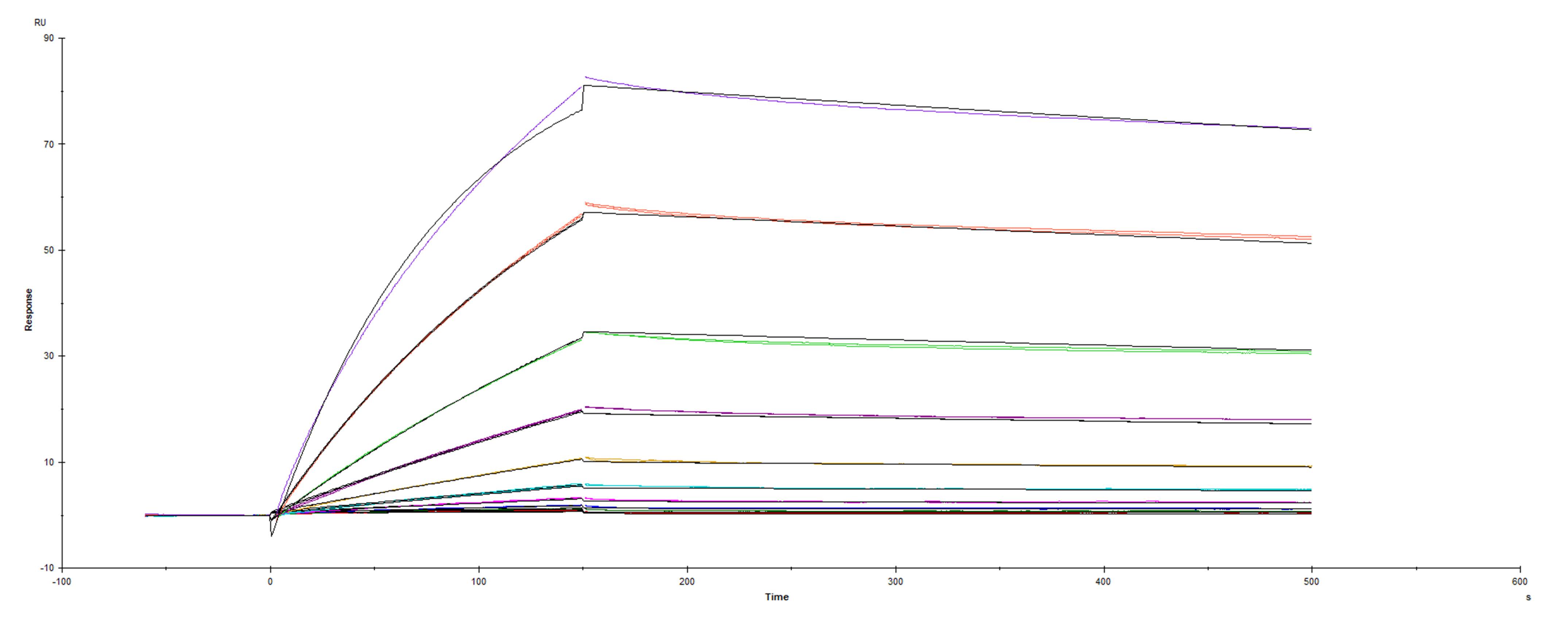 Surface plasmon resonance (SPR) sensorgram of Human ACE-2 binding to SARS-CoV-2 Spike mutant RBD V367F protein