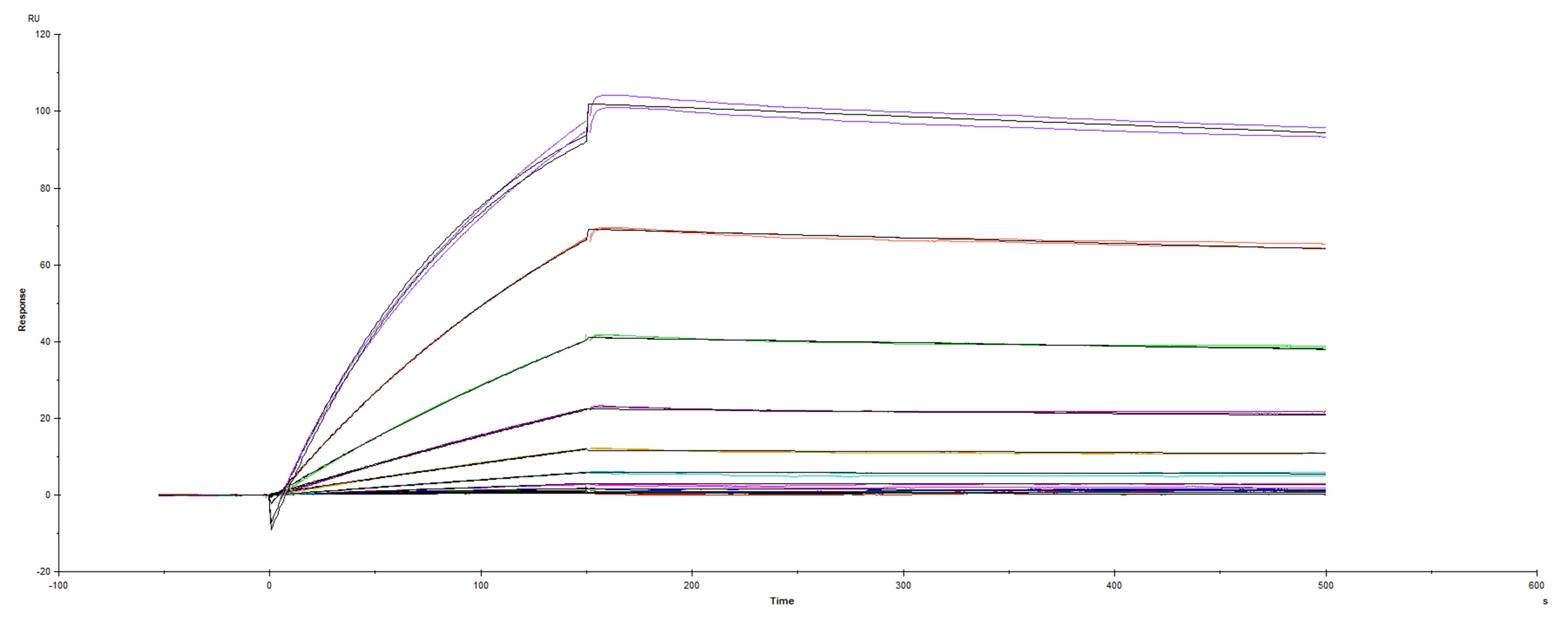 Surface plasmon resonance (SPR) sensorgram of Human ACE-2 binding to SARS-CoV-2 Spike mutant RBD V483A protein
