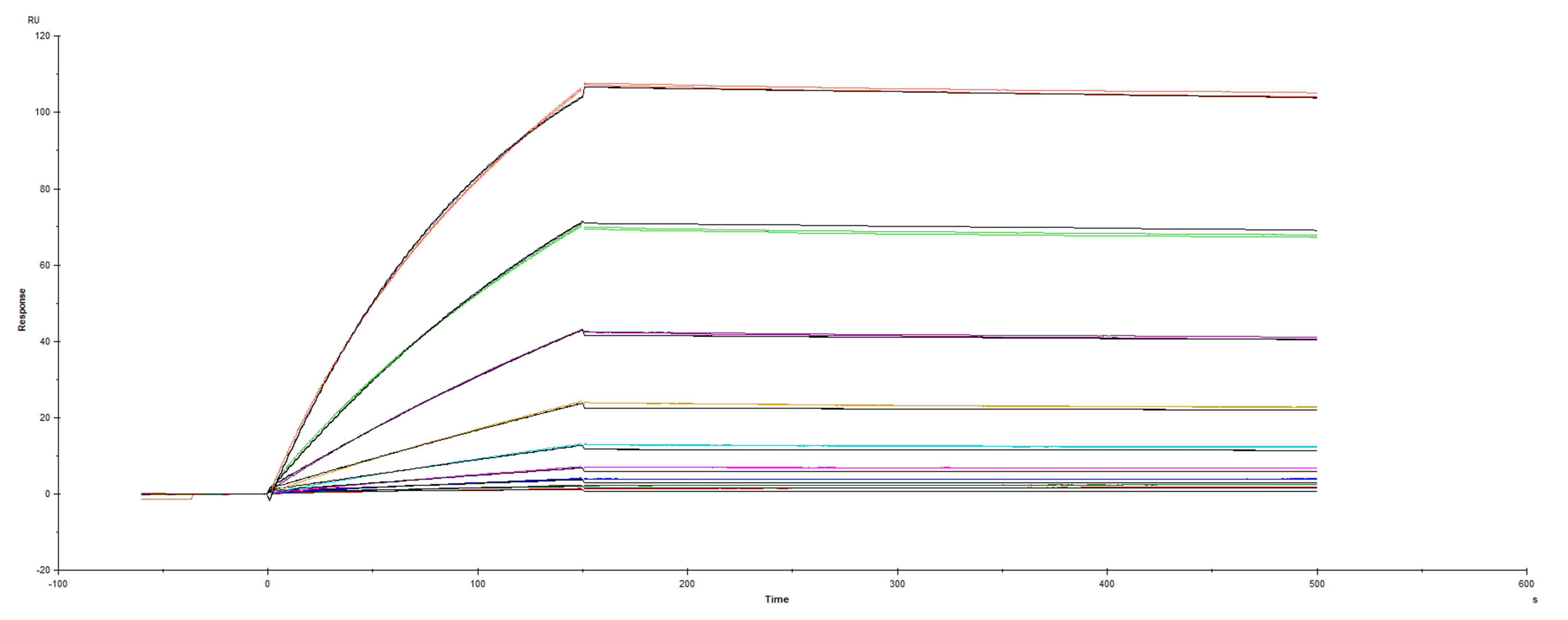 Surface plasmon resonance (SPR) sensorgram of Human ACE-2 binding to UK variant Spike mutant RBD N501Y protein