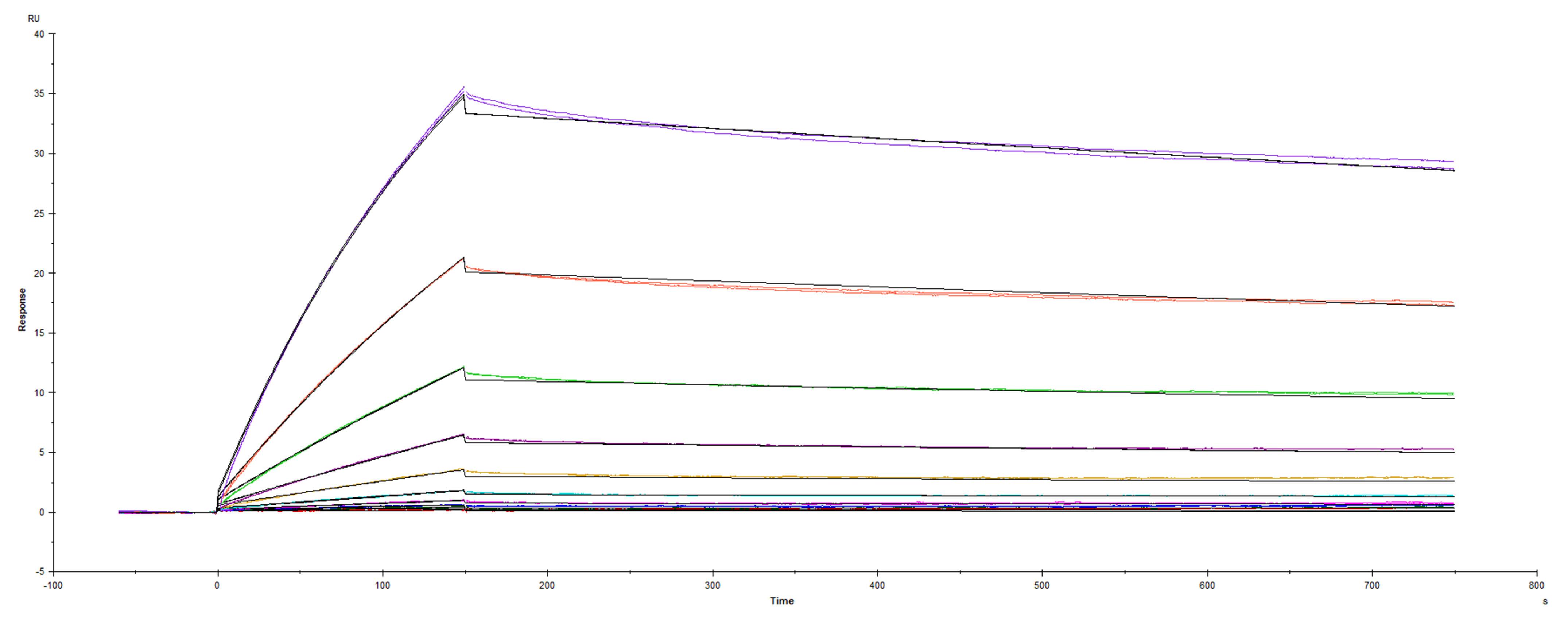 Surface plasmon resonance (SPR) sensorgram of Human ACE-2 binding to SARS-CoV-2 Spike protein S1 subunit D614G Q677H Spike mutant