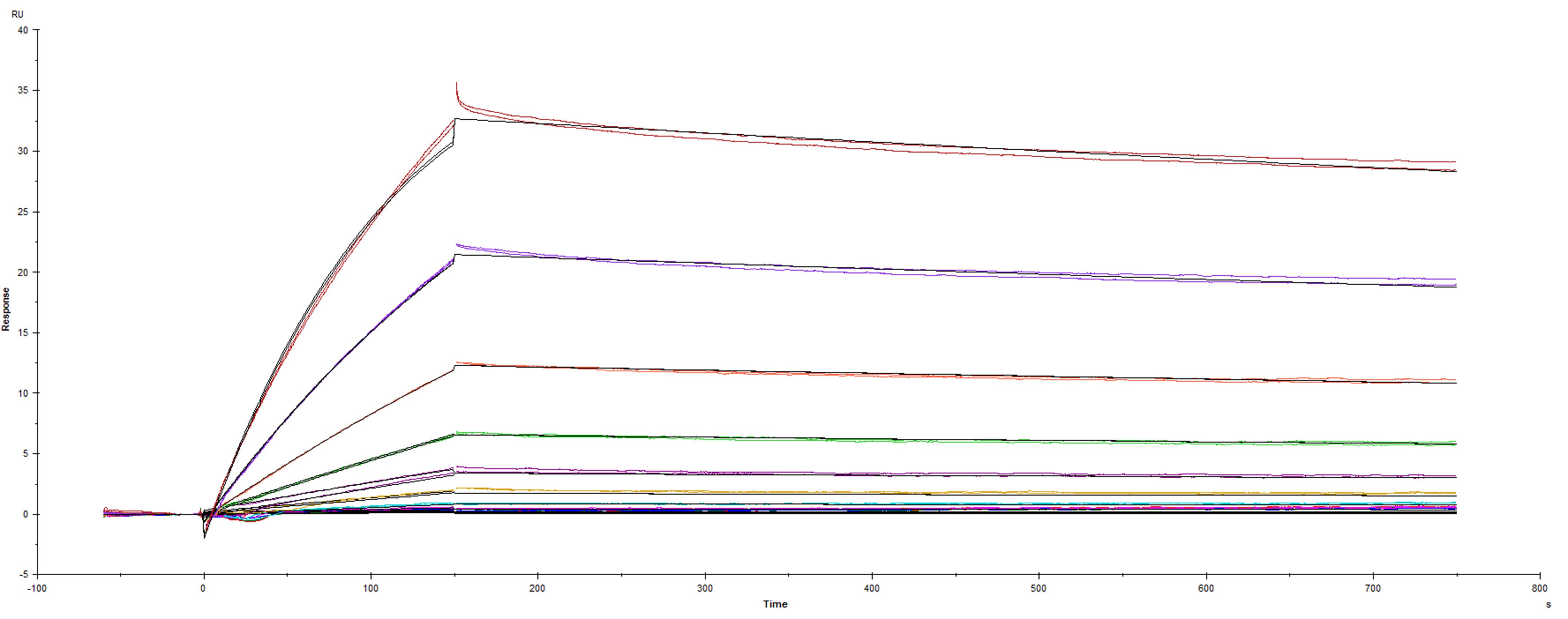 Surface plasmon resonance (SPR) sensorgram of Human ACE-2 binding to SARS-CoV-2 CAL.20C variant Spike protein S1 subunit