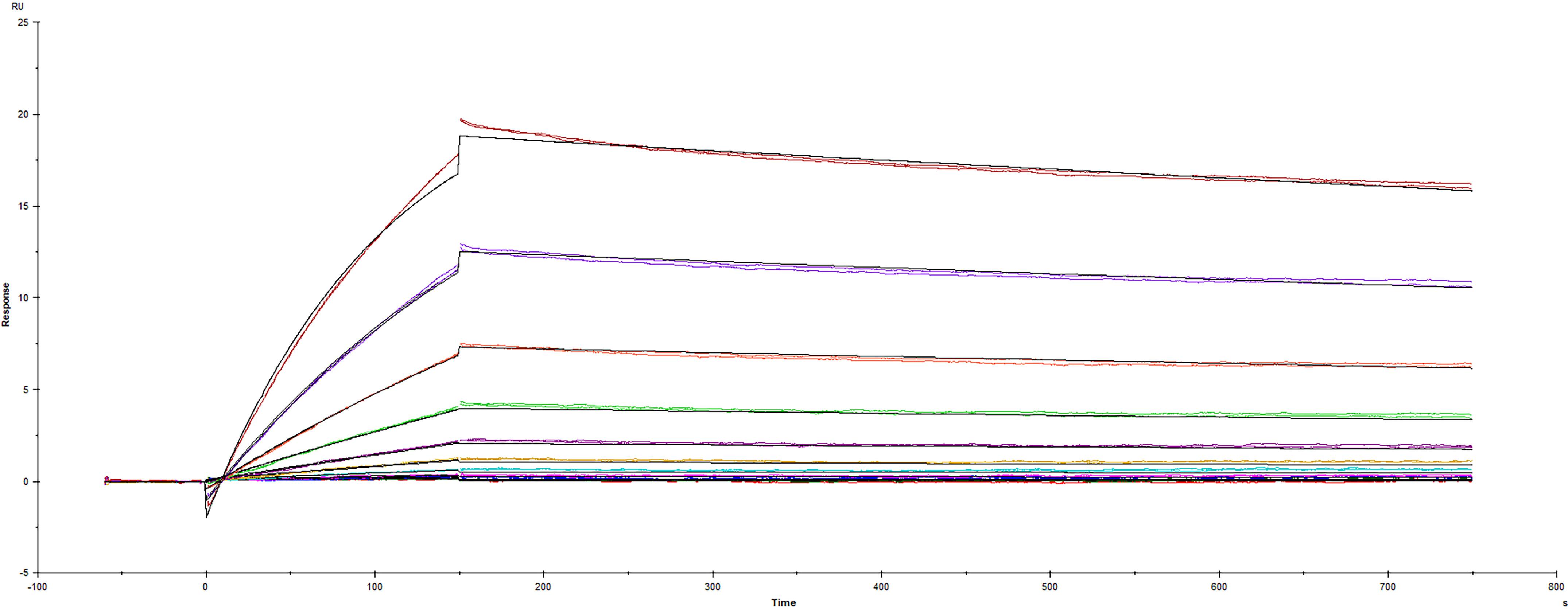 Surface plasmon resonance (SPR) sensorgram of Human ACE-2 binding to SARS-CoV-2 Spike mutant protein with L18F B.1.351 variant South Africa Beta