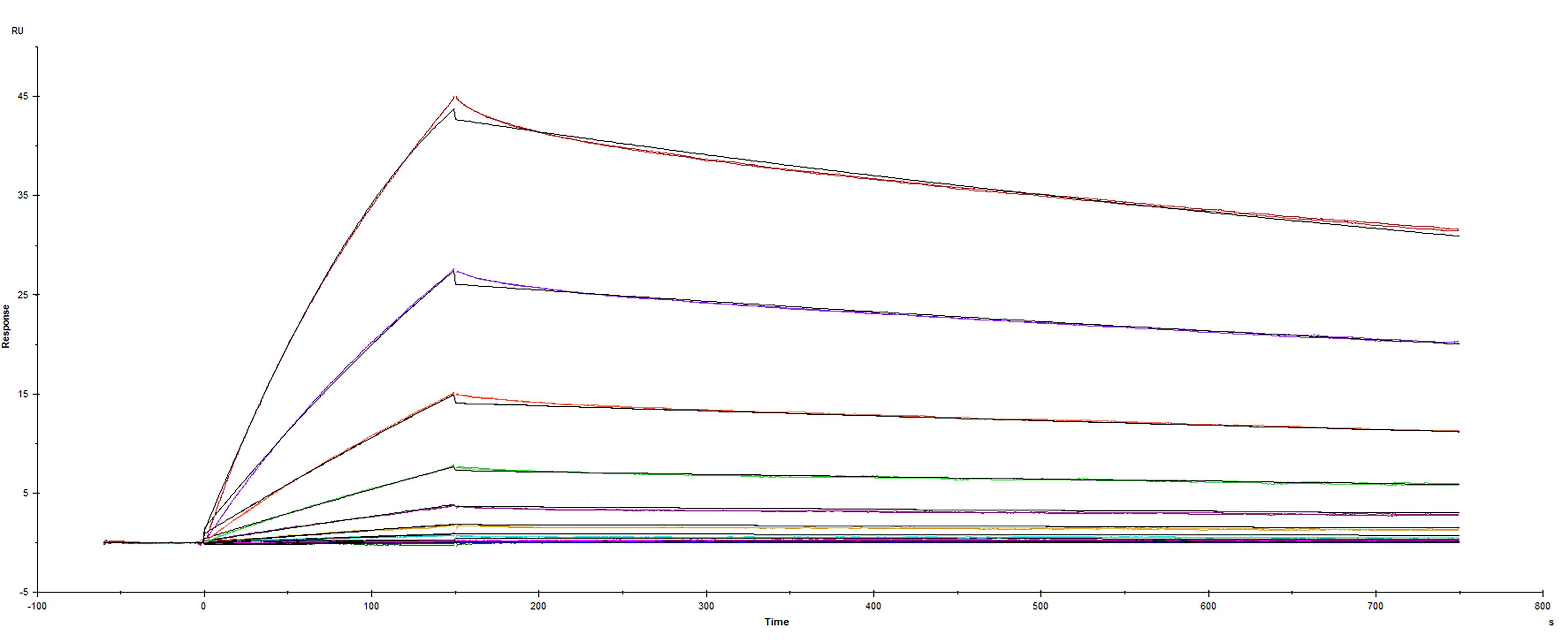 Surface plasmon resonance (SPR) sensorgram of Human ACE-2 binding to SARS-CoV-2 Spike RBD protein with G446I mutation